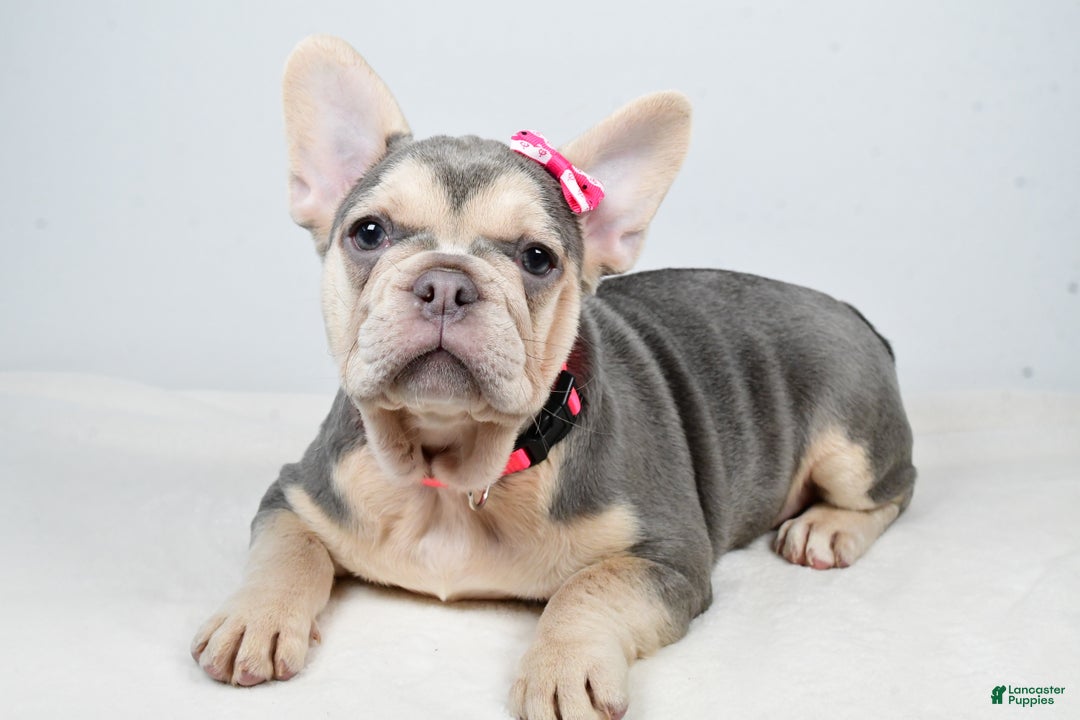 French Bulldog dogs for sale: Cupcake  - Ad 4