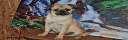 Pug dogs for sale: Sparky - Ad 1