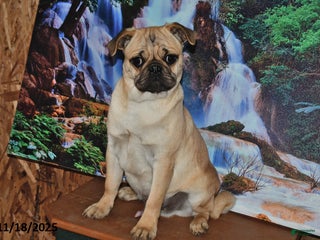 Pug dogs Sparky - Ad 14