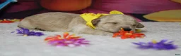 Toy Poodle dogs for sale: Simon  - Ad 4