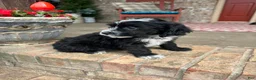 Mini Bernedoodle dogs for sale: Nova - Ad 1
