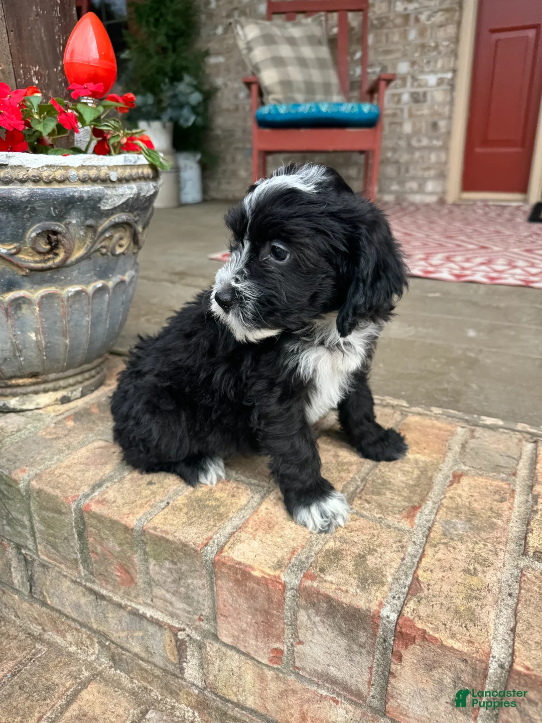 Mini Bernedoodle dogs for sale: Nova - Ad 1