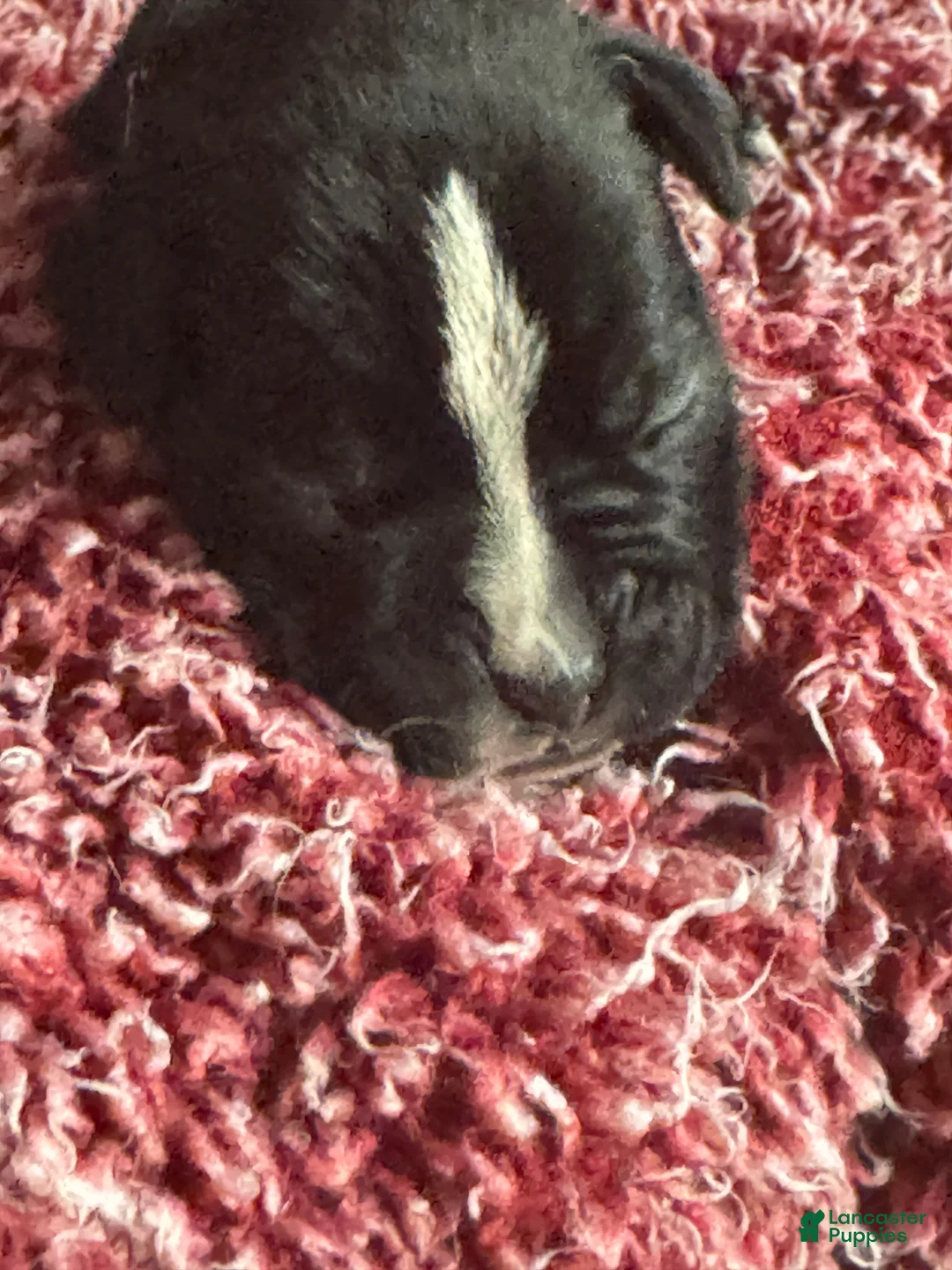 Boxer dogs for sale: Luna  - Ad 12