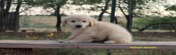 Golden Retriever dogs for sale: Lily - Ad 2