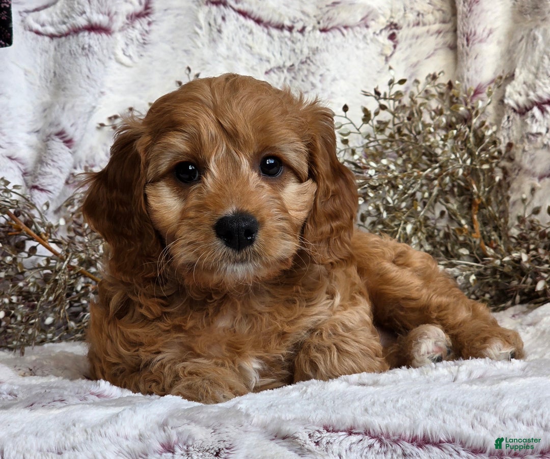 Cavapoo dogs for sale: Karla - Ad 5