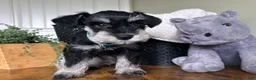 Miniature Schnauzer dogs for sale: Rocky - Ad 14