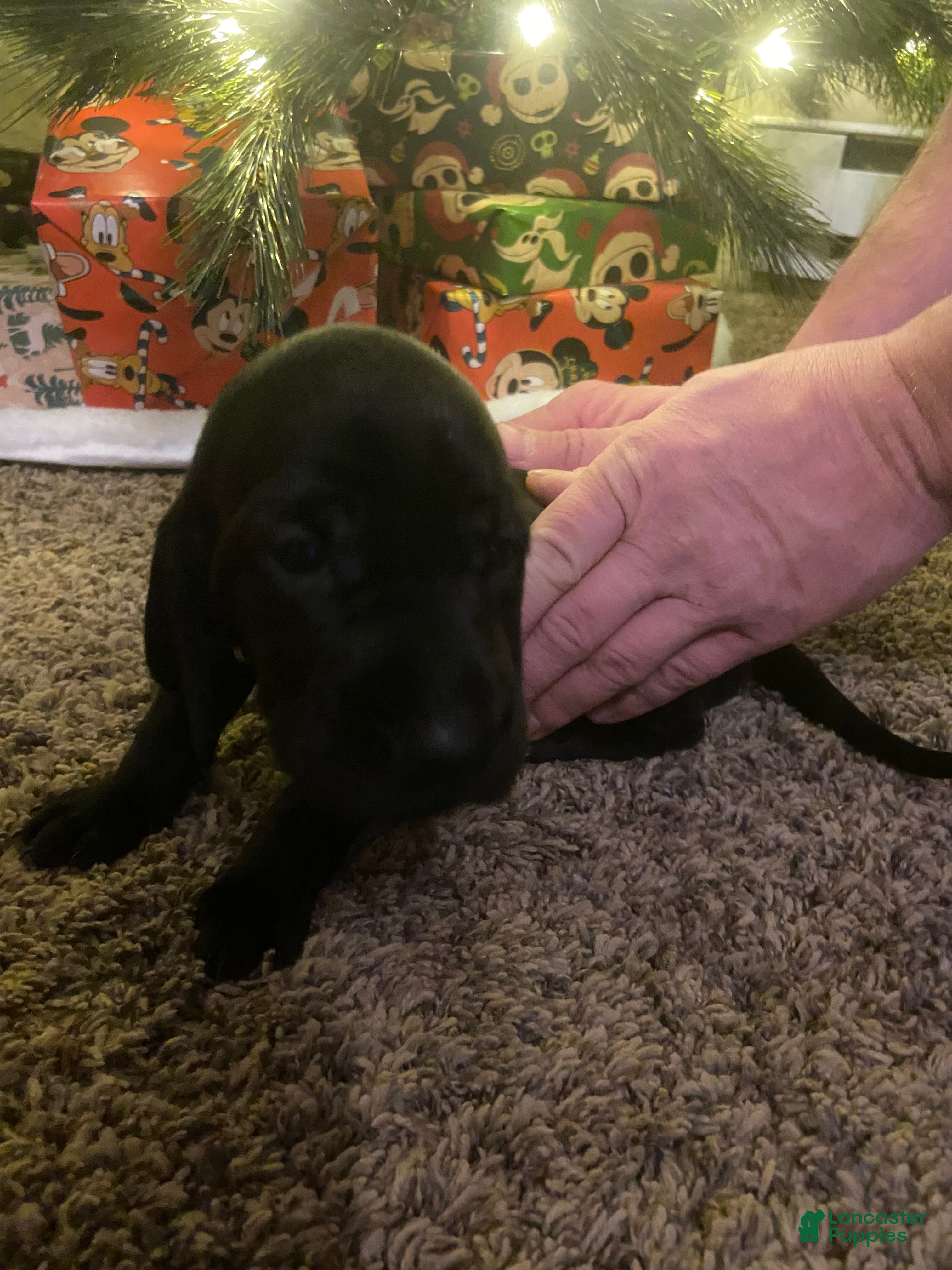 Mixed Breed dogs Mixed Breed Puppy 5 - Ad 41