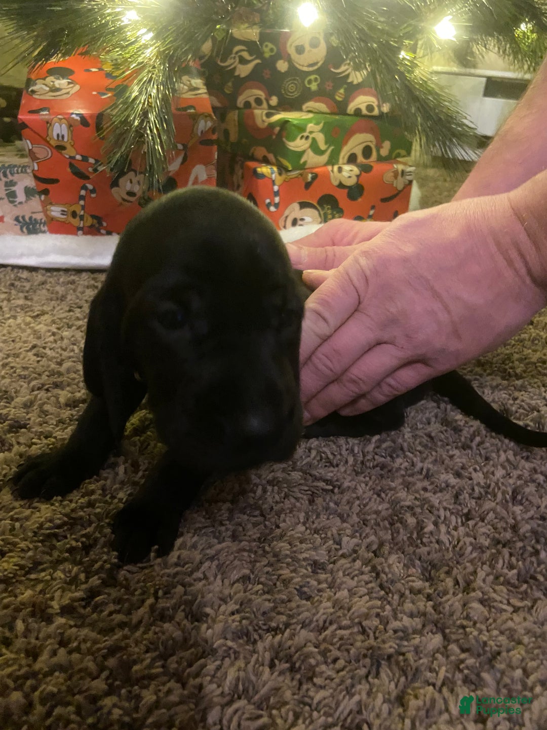 Mixed Breed dogs for sale: Mixed Breed Puppy 5 - Ad 1