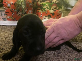 Mixed Breed dogs Mixed Breed Puppy 5 - Ad 32