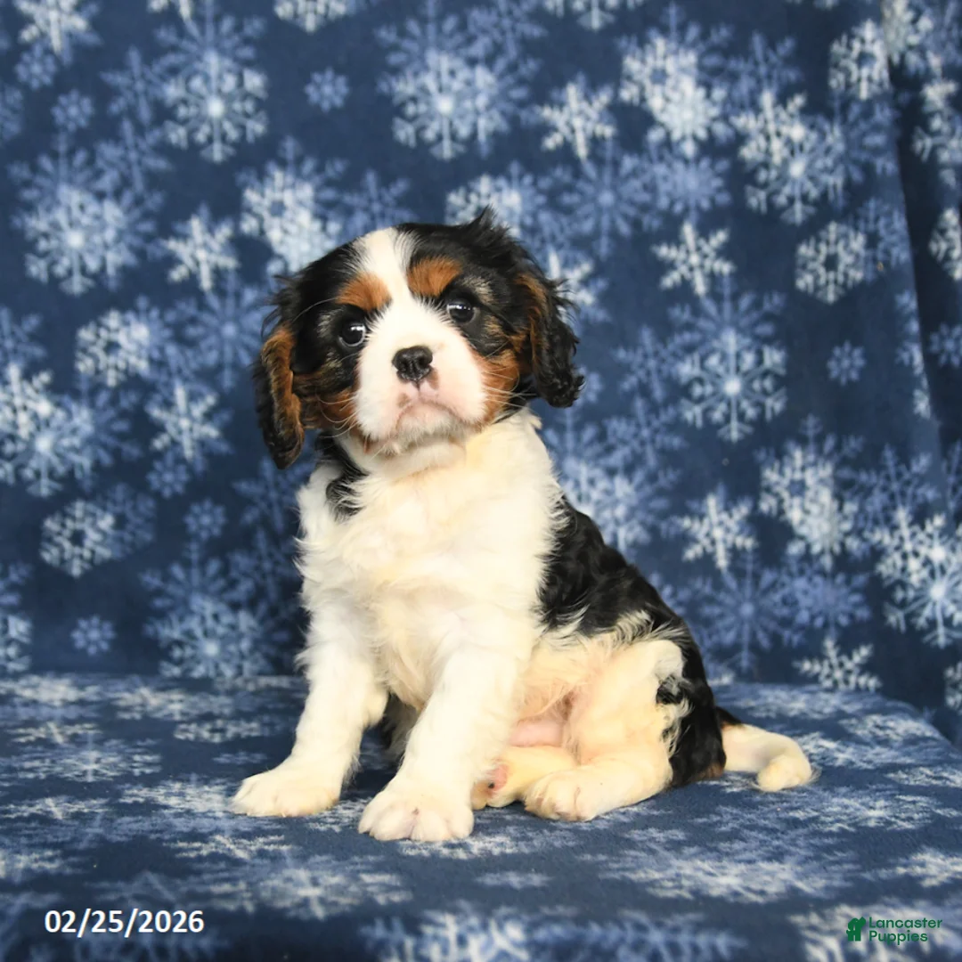 Cavalier King Charles Spaniel dogs for sale: Max - Ad 5