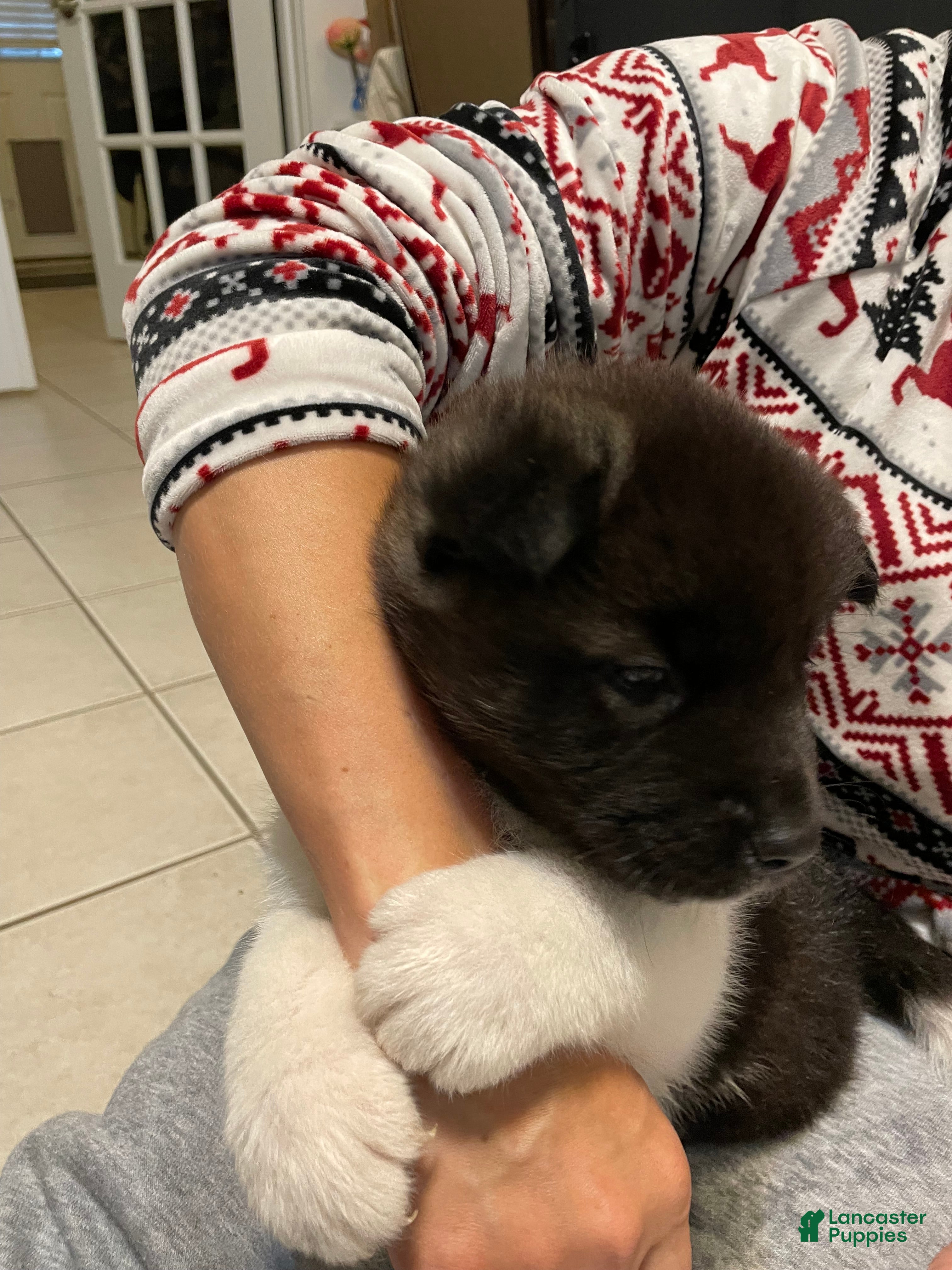 Akita dogs Mya - Ad 2