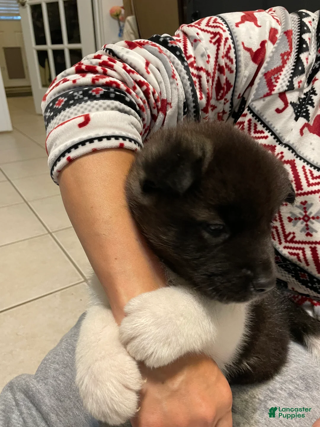 Akita dogs for sale: Mya - Ad 2