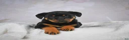 Rottweiler dogs for sale: Jewel - Ad 2