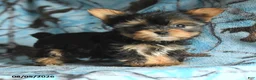 Yorkshire Terrier dogs for sale: Harry - Ad 1