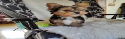 Yorkshire Terrier dogs for sale: Bowie - Ad 3