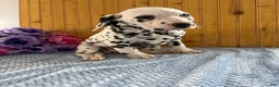 Dalmatian dogs for sale: Tara - Ad 18