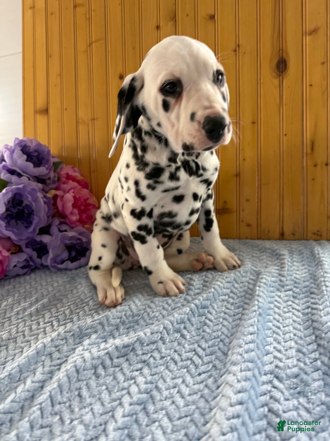 Dalmatian dogs for sale: Tara - Ad 18