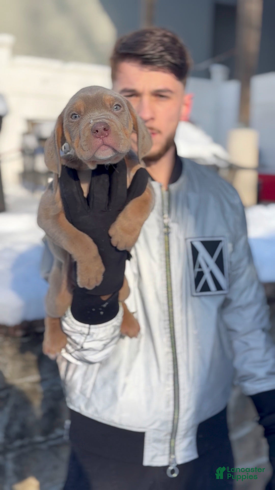 American Bully dogs for sale: Taci  - Ad 1