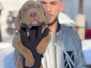 American Bully dogs Taci - Ad 25