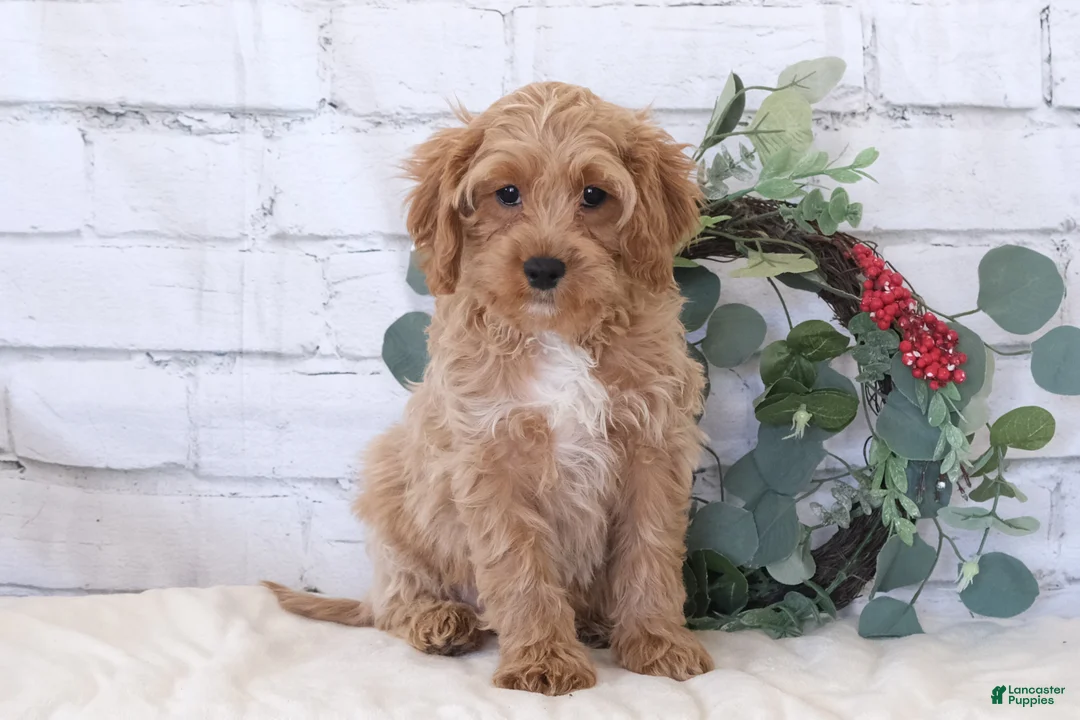 Gallery Image {{count}}