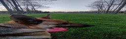 German Shepherd dogs for sale: Marmaduke  - Ad 7
