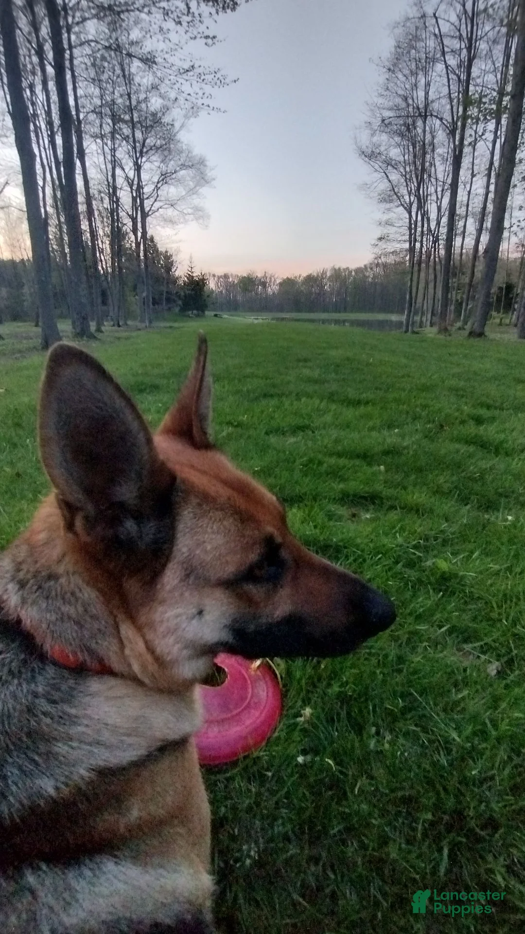 German Shepherd dogs for sale: Marmaduke  - Ad 7