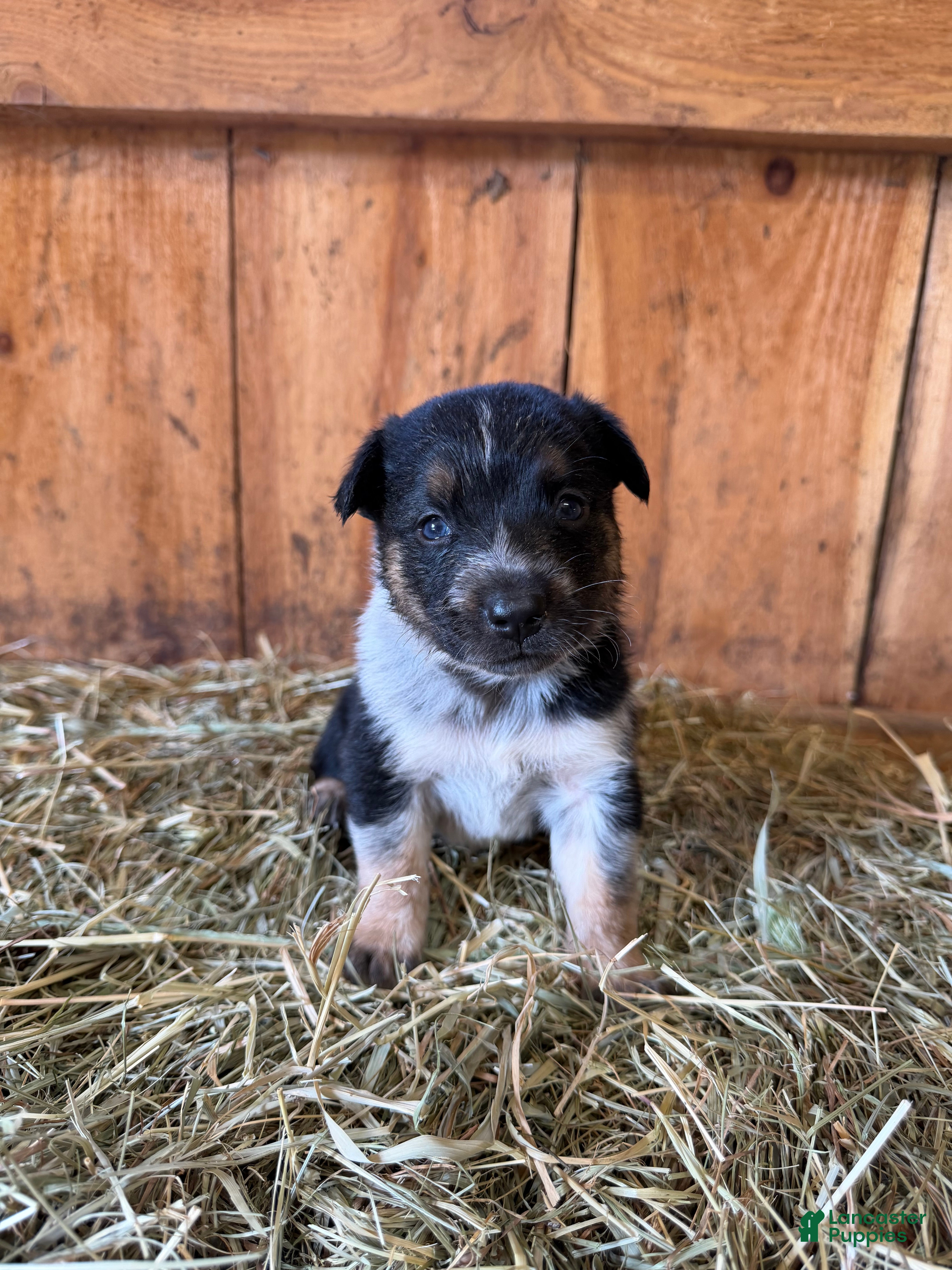 Mixed Breed dogs Jack - Ad 5