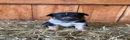 Mixed Breed dogs for sale: Jack - Ad 1