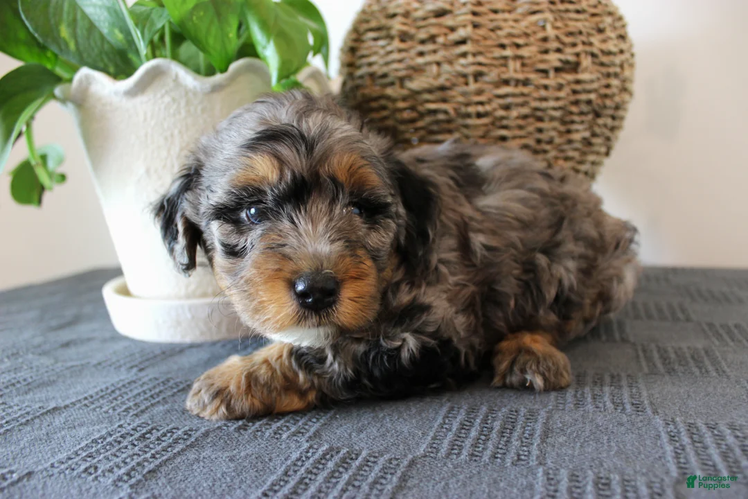 Mini Goldendoodle dogs for sale: Hobbs - Ad 2
