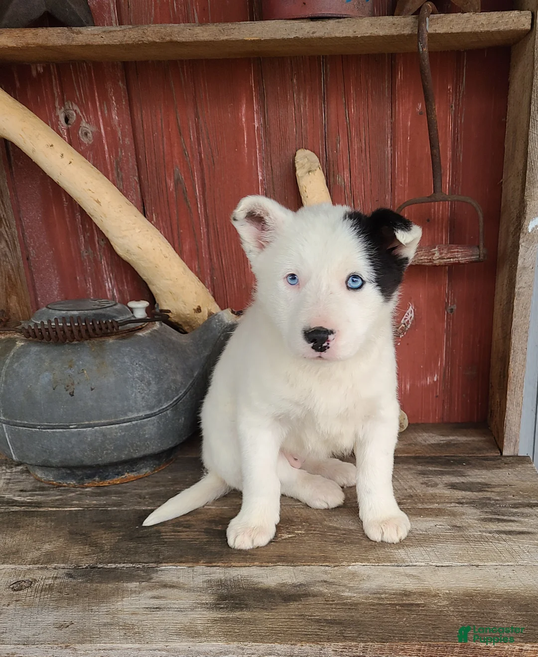 Border Collie dogs for sale: Polly  - Ad 5