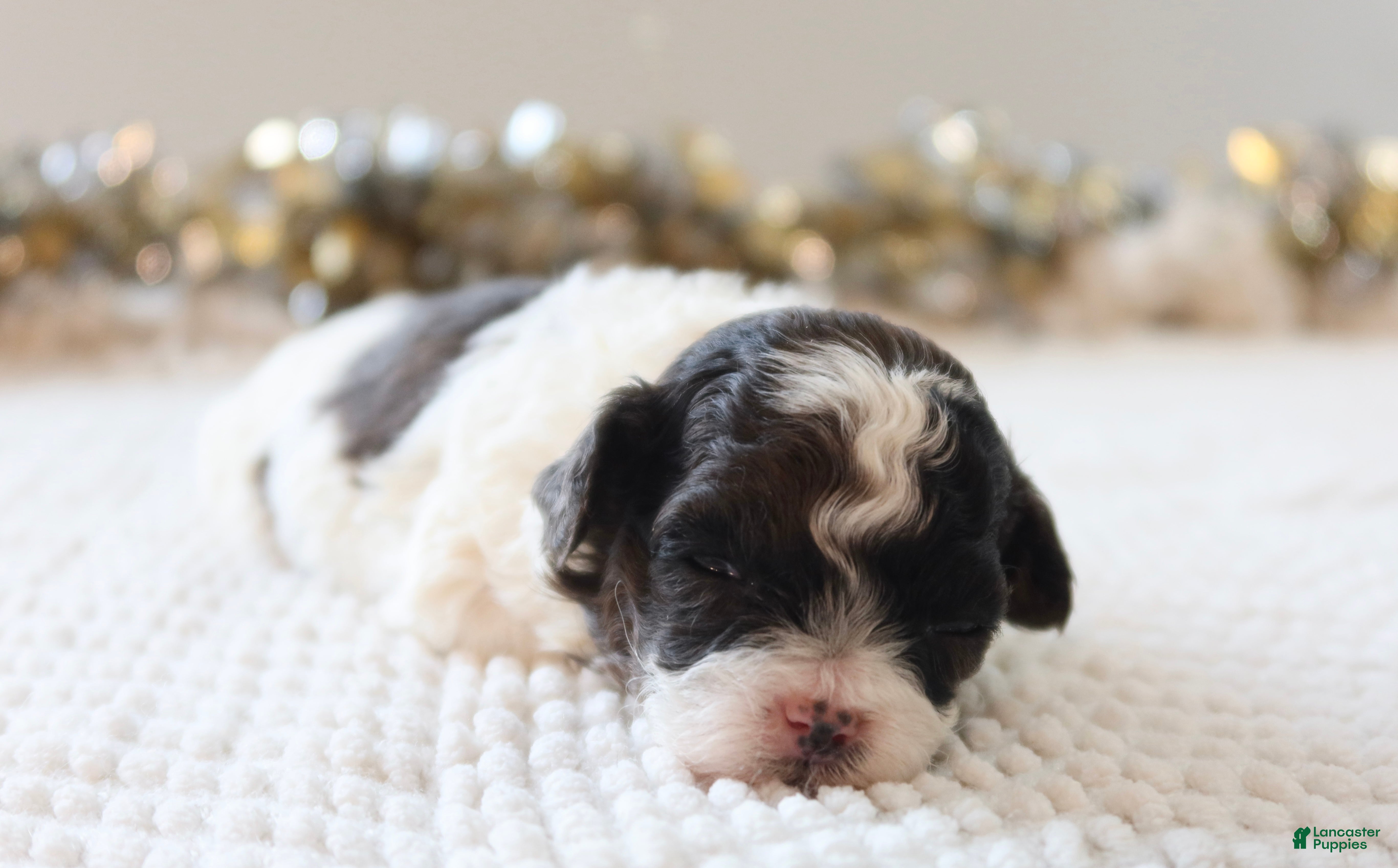 Toy Poodle dogs Merry - Ad 10