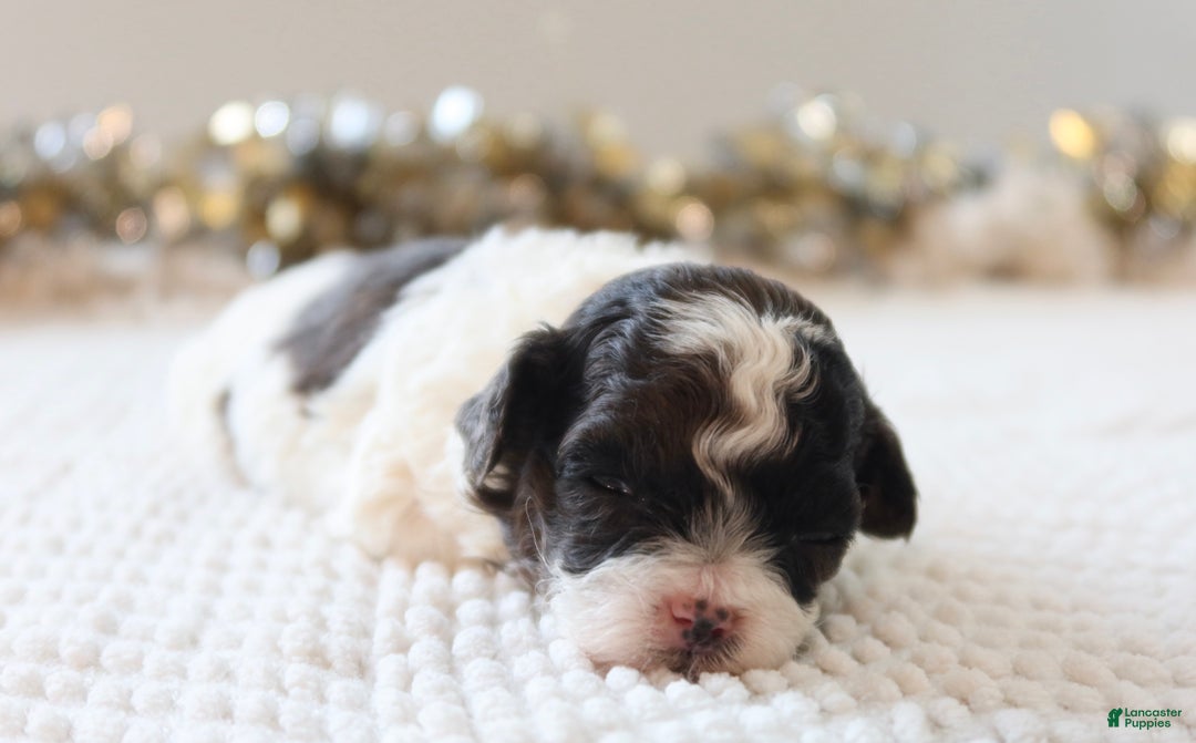 Toy Poodle dogs for sale: Merry - Ad 1