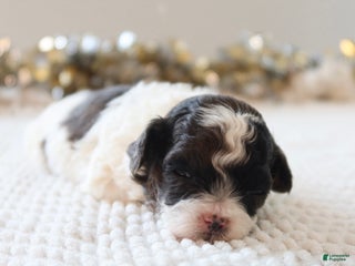 Toy Poodle dogs Merry - Ad 10