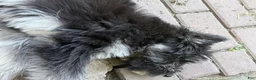Goldendoodle dogs for sale: Leo - Ad 5