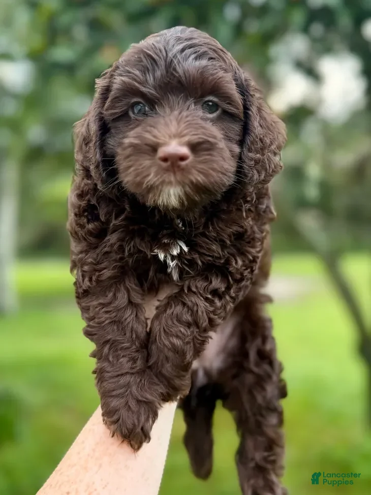Miniature Labradoodle dogs for sale: Cabernet - Ad 1