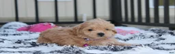 Maltipoo dogs for sale: Kira - Ad 5
