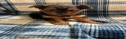 Yorkshire Terrier dogs for sale: Yorkshire -Snipper - Ad 5
