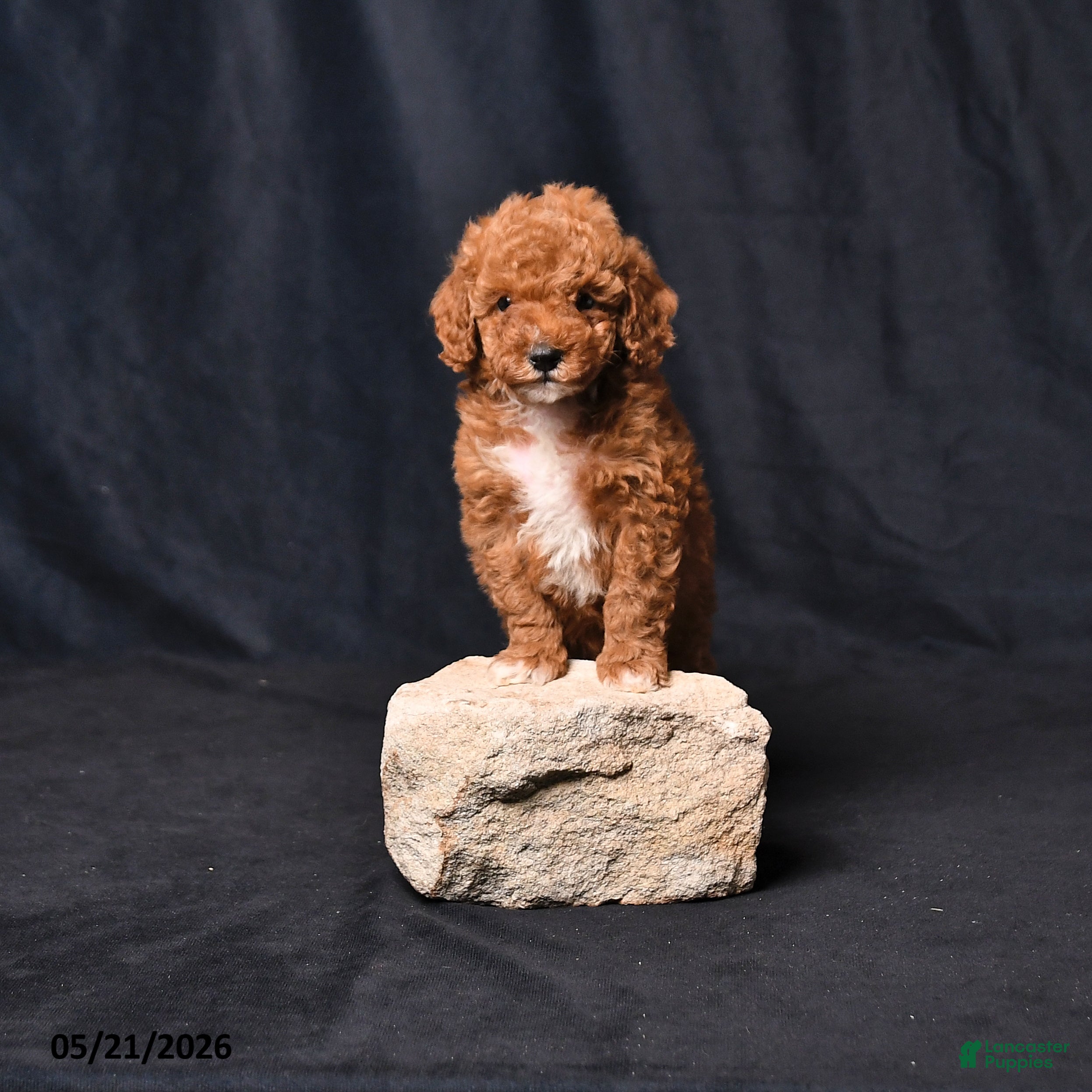 Toy Poodle dogs Champian - Ad 2