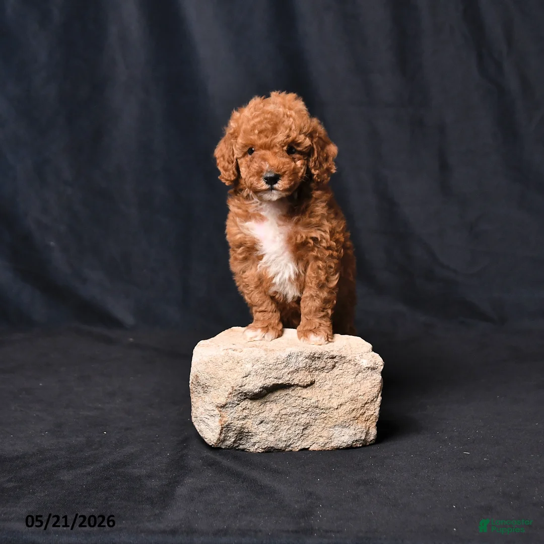 Toy Poodle dogs for sale: Champian - Ad 1