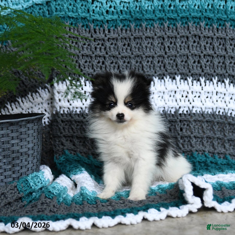 Pomeranian dogs Romeo - Ad 1
