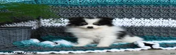 Pomeranian dogs for sale: Romeo - Ad 1