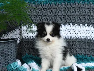 Pomeranian dogs for sale: Romeo - Ad 2