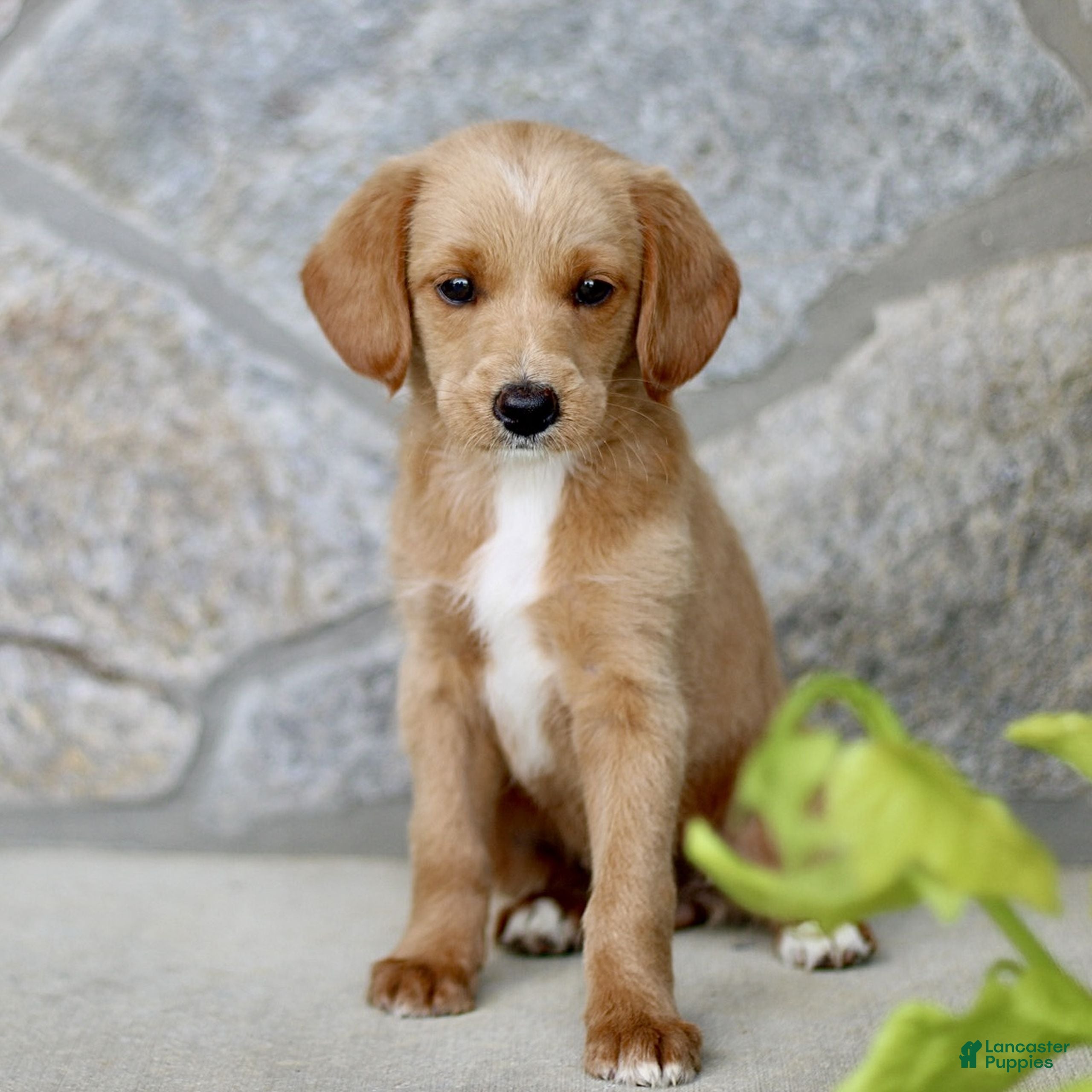 Labradoodle dogs Candy  - Ad 1