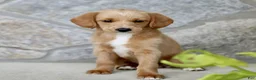 Labradoodle dogs for sale: Candy  - Ad 1