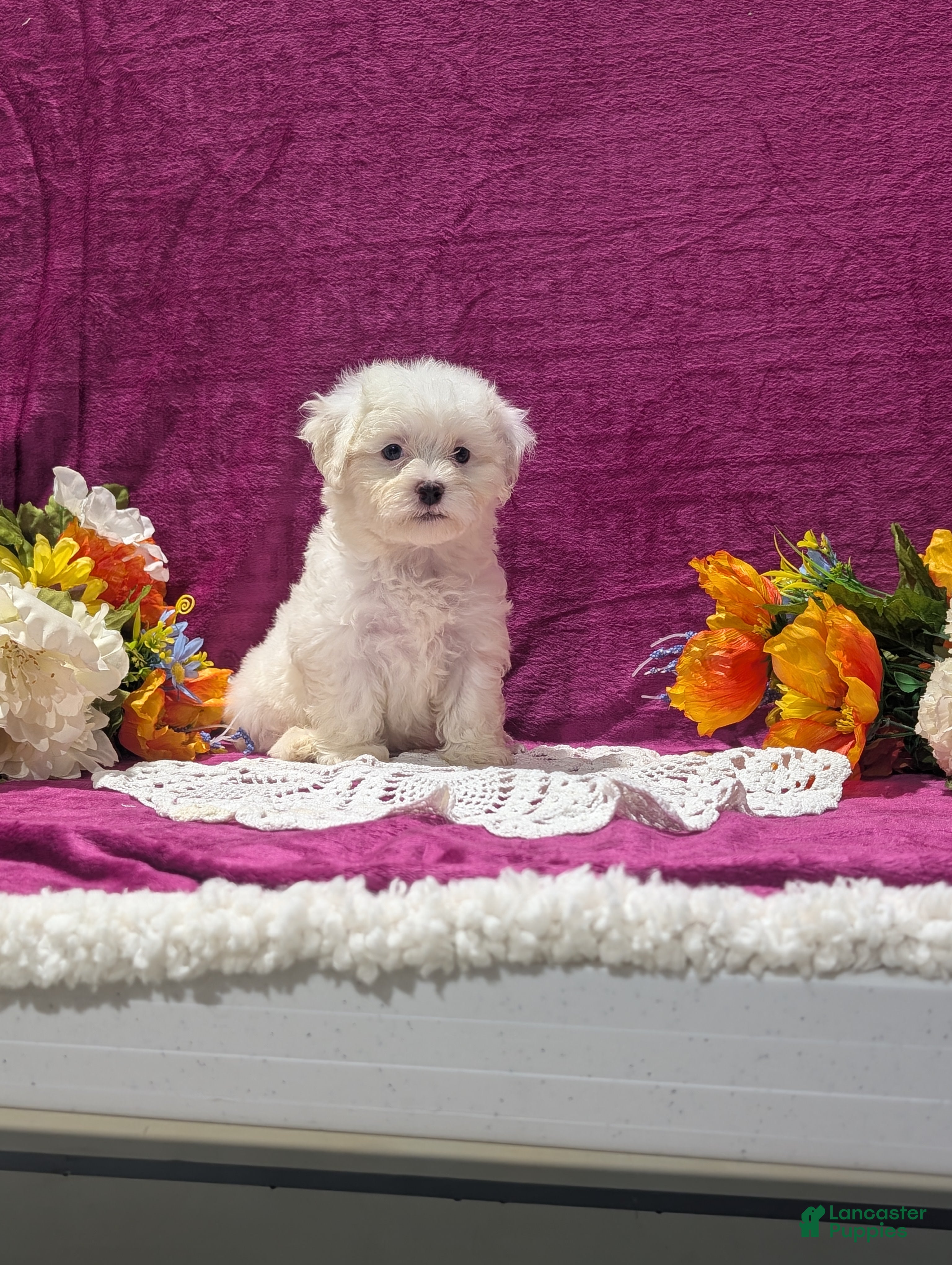 Maltipoo dogs Marshall  - Ad 1