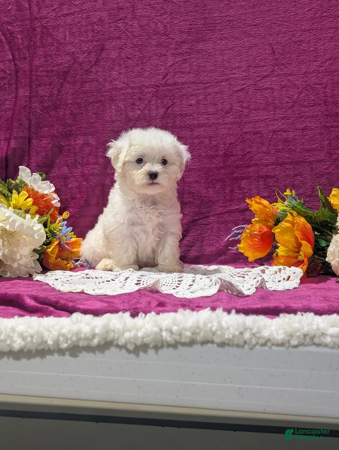 Maltipoo dogs for sale: Marshall  - Ad 1