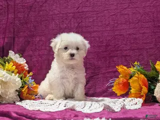 Maltipoo dogs for sale: Marshall - Ad 1
