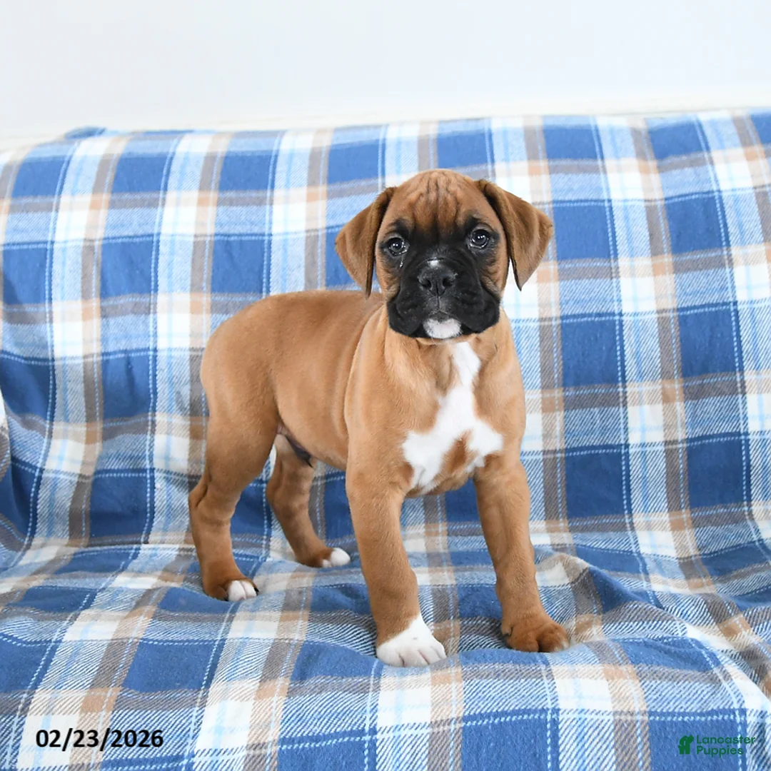 Boxer dogs for sale: Chuckles - Ad 4