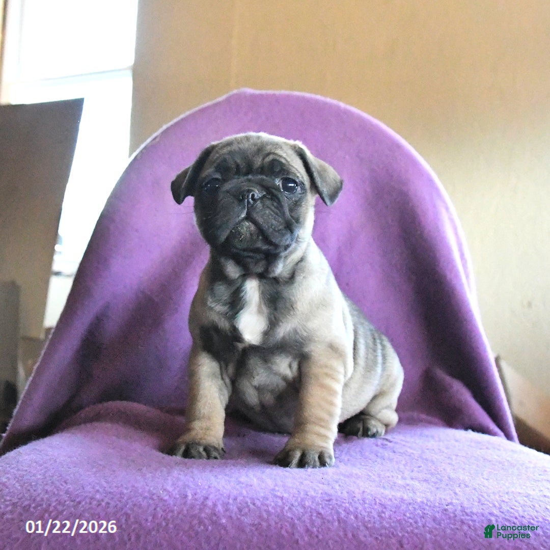 Frug dogs for sale: Tilly - Ad 5