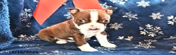 Boston Terrier dogs for sale: Rodger - Ad 2